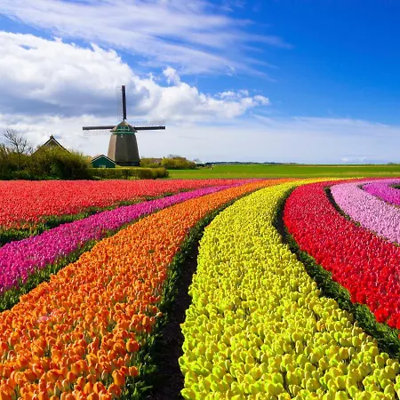 44 - Free Parking! 4*